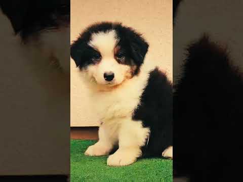 Australian Shepherd puppy for sale