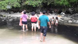 preview picture of video 'Esgoto lançado pela CASAN no rio da barra em Bombas - Bombinhas - SC'
