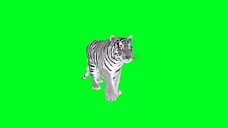 Download lagu White Tiger Green Screen Animation [HD] mp3