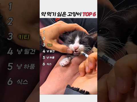 고양이 약먹이기 TOP6 | 약 먹을 때 보이는 웃긴 고양이 반응