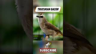 Download lagu Masteran Trucukan Gacor ROPEL PANJANG Ampuh Untuk Pancingan Trucuk Agar Cepat Menaikkan GACOR 112 mp3