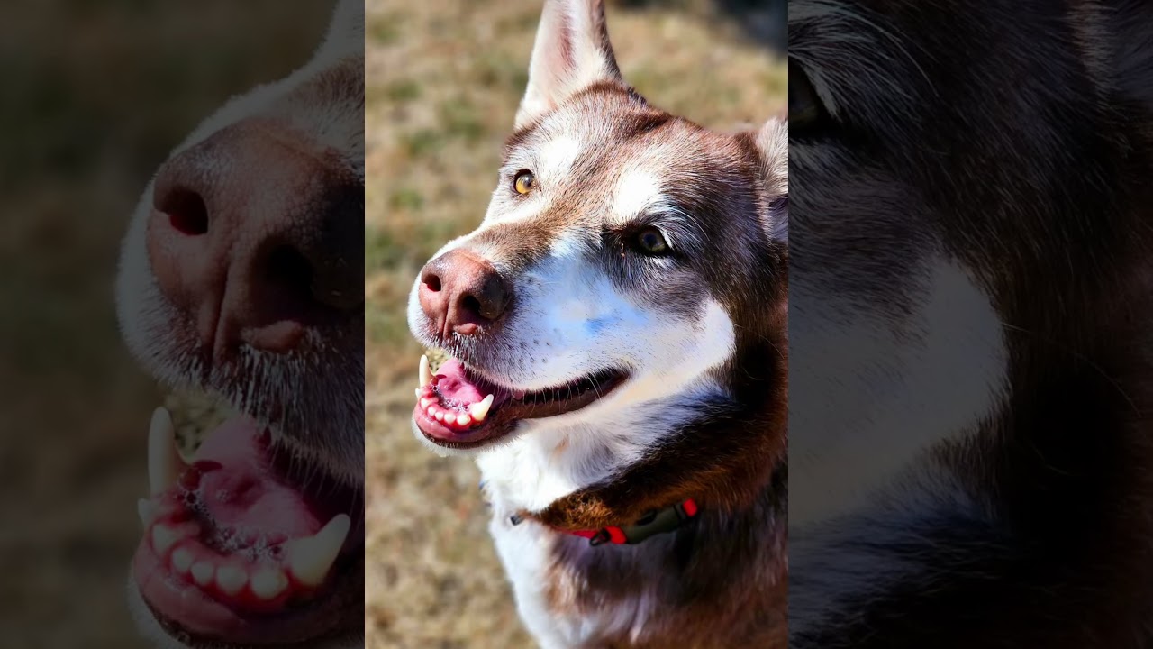 Enlarge Misha, a Adoptable mixed breed in Bedminster, NJ video 6/6