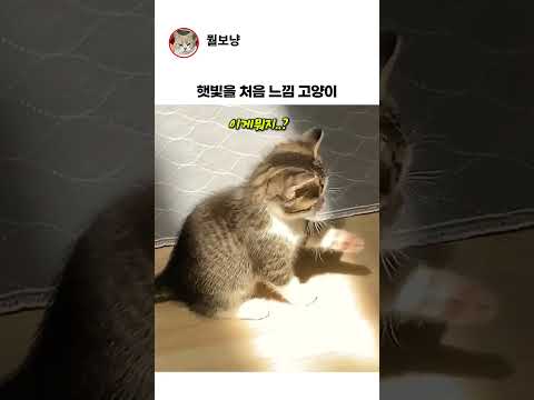 햇빛을 처음 느낀 고양이