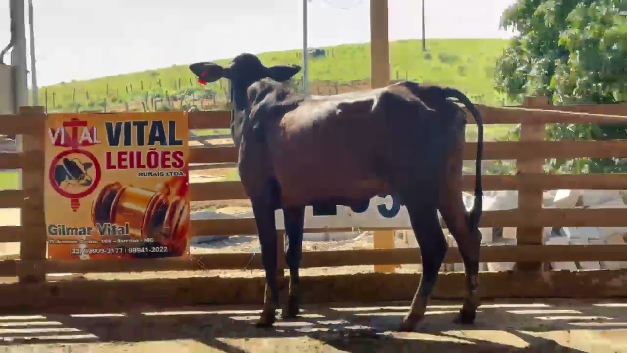 LOTE 55