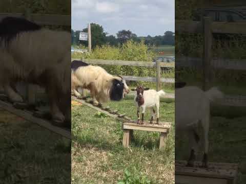 Funny Fainting Goat 🤪🥳 #funny #crazy #goat #animals #shorts #trending  #youtube #viral #video