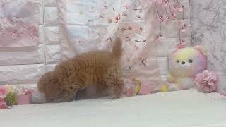 トイプードルの動画01