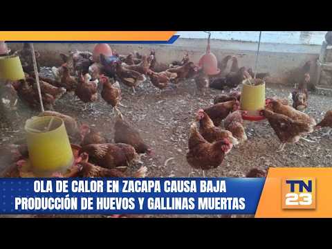 Ola de calor en Zacapa causa baja producción de huevos y gallinas muertas