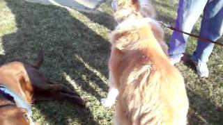 Zeus and His best friend Buddy