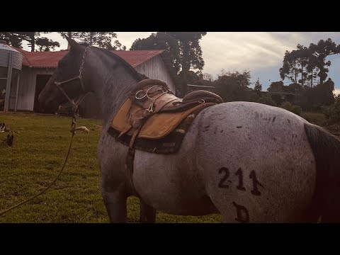 First day of Taming the Rosilho Potro