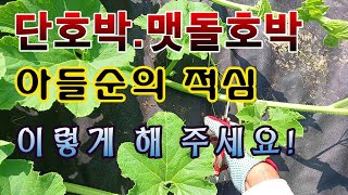[텃밭농부. 1,126]  호박의 아들순은 이렇게 적심한다!  #단호박재배 #맷돌호박재배