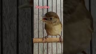 Download lagu Werganjawa flamboyan gacor #werganjawa #flamboyangacor #burung #birds #bird #muraibatu #kicaumania mp3 Download lagu Werganjawa flamboyan gacor #werganjawa #flamboyangacor #burung #birds #bird #muraibatu #kicaumania mp3