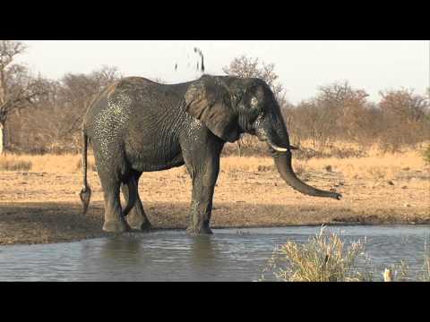 ERP - 911 Elephant Rescue at Eendvogelpan