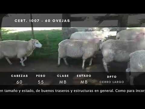 Lote 60 Ovejas TEXEL 55kg -  en Ruta 26 km 25- cerro largo a 25 km de Melo hacia el Sur