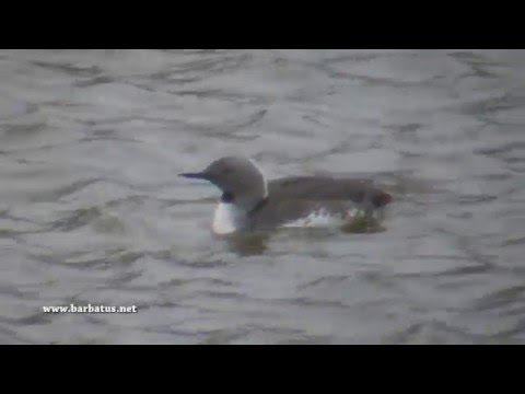 Colimbo chico ( Gavia stellata ) Red-throated Diver