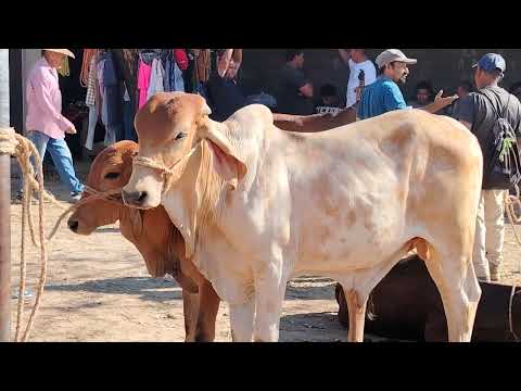 Tiangue de Santa Elena Usulutan El Salvador 21/03/2026 