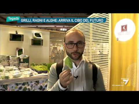 Grilli, ragni, alghe: arriva il cibo del futuro