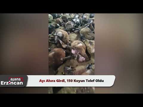 Ayı Ahıra Girdi, 150 Koyun Telef Oldu