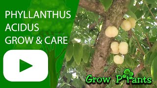 Phyllanthus acidus - grow, care & harvest (Star gooseberry)