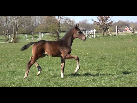 *2021 Hengst von Bon Vivaldi - Heinrich Heine SOLD!!!