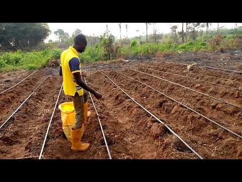 How to Apply Organic Fertilizer ( Manure) For optimum yield