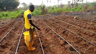 How to Apply Organic Fertilizer ( Manure) For optimum yield