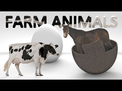 Learning animals in the countryside hidden in an egg | CzyWieszJak