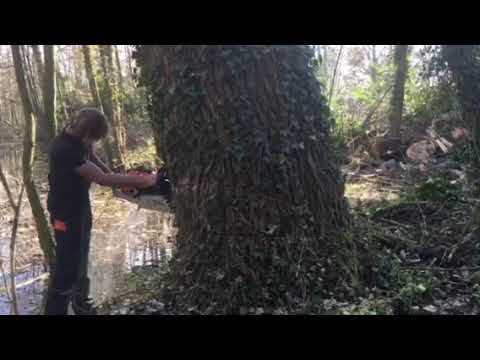 Canadapopulier omzagen