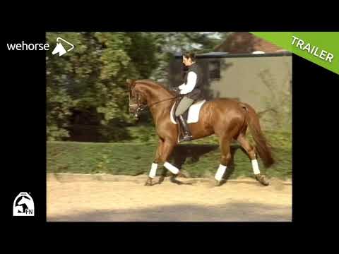 Wie löse ich mein Pferd nach der Skala der Ausbildung? | FN