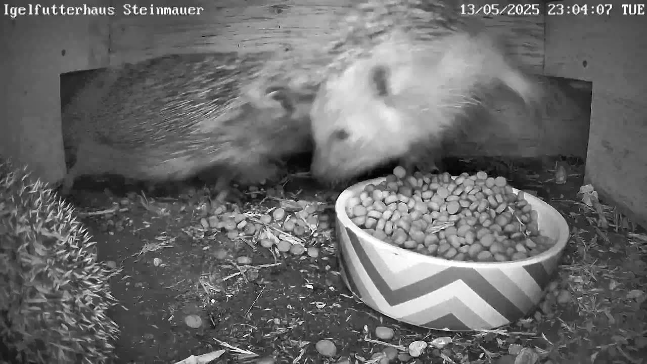 Große Randale zwischen 3 Igeln! | 14.05.2025
