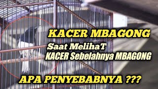 Download lagu PENYEBAB DAN SOLUSI KACER MBAGONG SAAT MELIHAT KACER LAIN MBAGONG mp3 Download lagu PENYEBAB DAN SOLUSI KACER MBAGONG SAAT MELIHAT KACER LAIN MBAGONG mp3