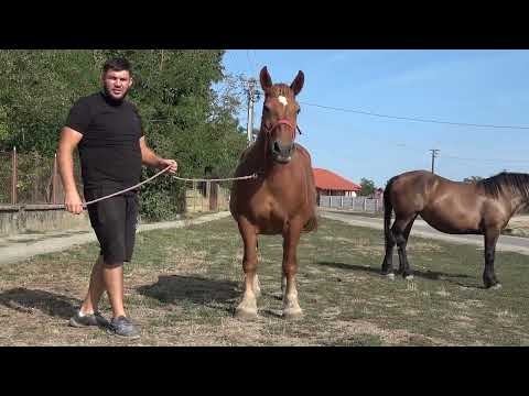 Caii lui Micle Raul de la Craidorolt, Satu Mare - 2024 Nou!!!