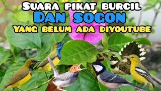 Download lagu Suara Pikat Burcil Kombinasi Sogon, Kutilang Ribut Dan Burung Kipasan Ribut mp3