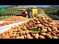 US Farmers Produce 3 6 Billion Pounds Of ALMONDS This Way Harvesting And Processing