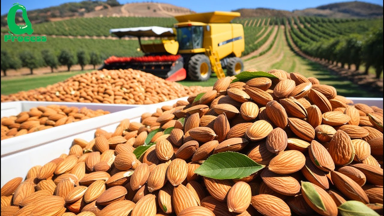 US Farmers Produce 3.6 Billion Pounds of ALMONDS this Way - Harvesting and Processing