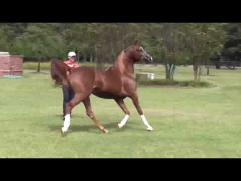 Hidalgo BH (Excalibur EA x FC Kochyna/Enzo)SOLD