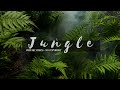 Jungle | Nature | No Copyright Video | No Copyright Music | Forest Videos