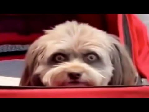 you laugh 0,5 times, you lose