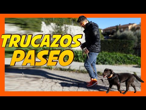 Improve Your Leash Walking 🐶 | Dog Training Tips 📝