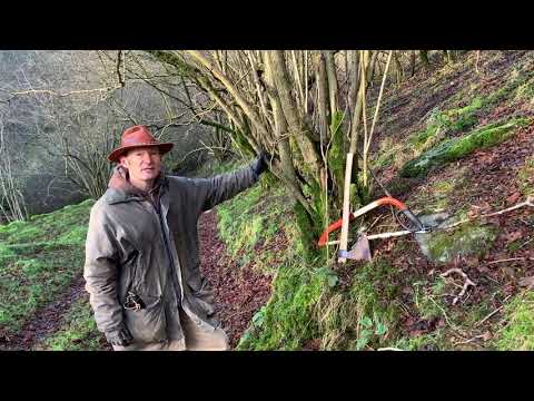 Coppicing Hazel, Why, When & How