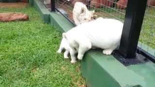preview picture of video 'White Lion Cubs Playing - Sud Africa'