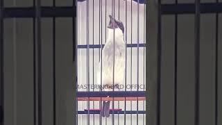 Download lagu JINGJING PETULAK  !!! mp3