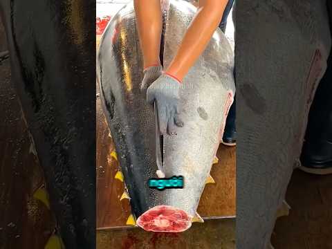Bí Mật Đằng Sau Những Miếng Cá Ngừ Đắt Tiền! 🍣