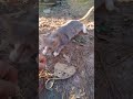 Undeniablely Cute ️Gray Tabby Cat S Rolling Slap Shorts
