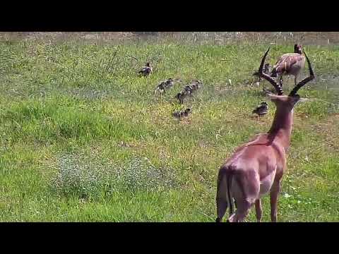 Djuma: Impala watches Egyptian Goose family with seven goslings - 01/03/20