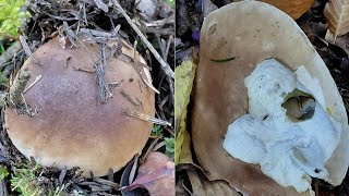 Bay boletes, porcini mushrooms and kites
