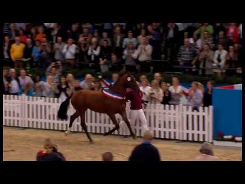 Holsteiner Verbandshengste 2019 - Caracho