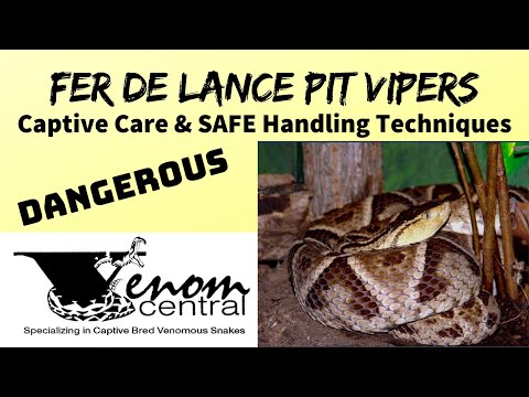 DEADLY Fer-de-Lance | SAFE handling venomous snakes