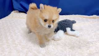 ポメラニアンの動画01