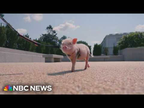 Therapy pig Synergy brings joy to unhoused people in D.C.