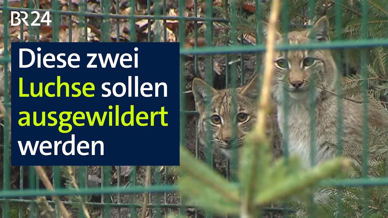 Vom Zoo in die freie Wildbahn: Wie die Luchs-Population in Deutschland gestärkt werden soll | BR24